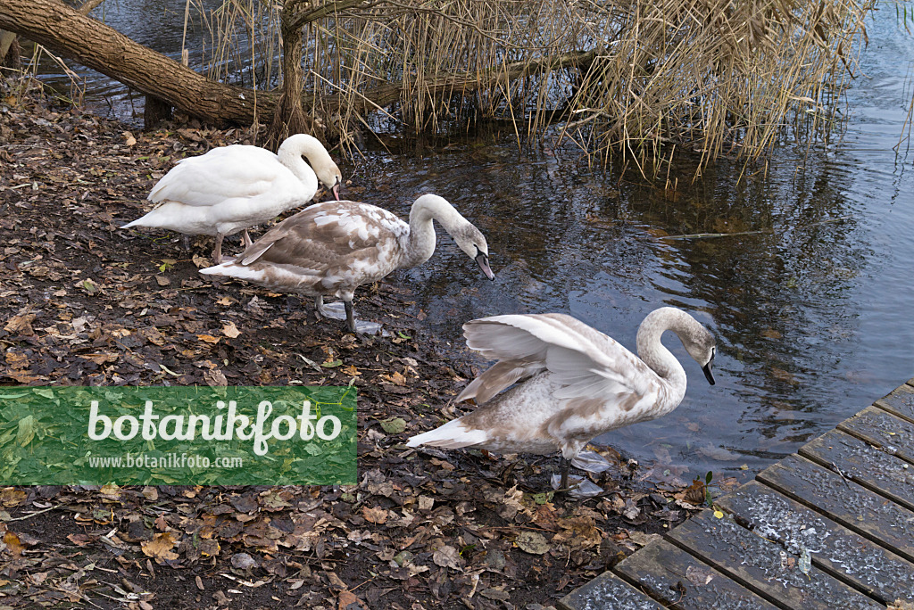 527019 - Cygne tuberculé (Cygnus olor)