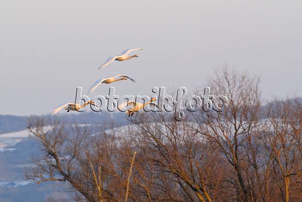 529012 - Cygnes chanteurs (Cygnus cygnus), parc national de la vallée de la Basse-Oder, Allemagne