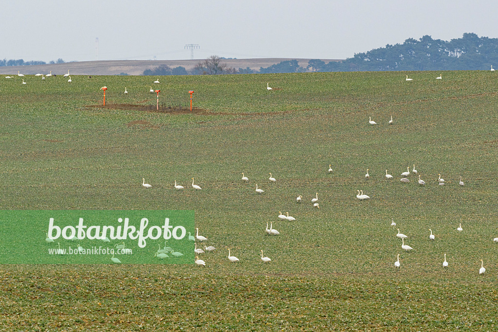 553107 - Cygnes chanteurs (Cygnus cygnus) sur un champ, Brandebourg, Allemagne