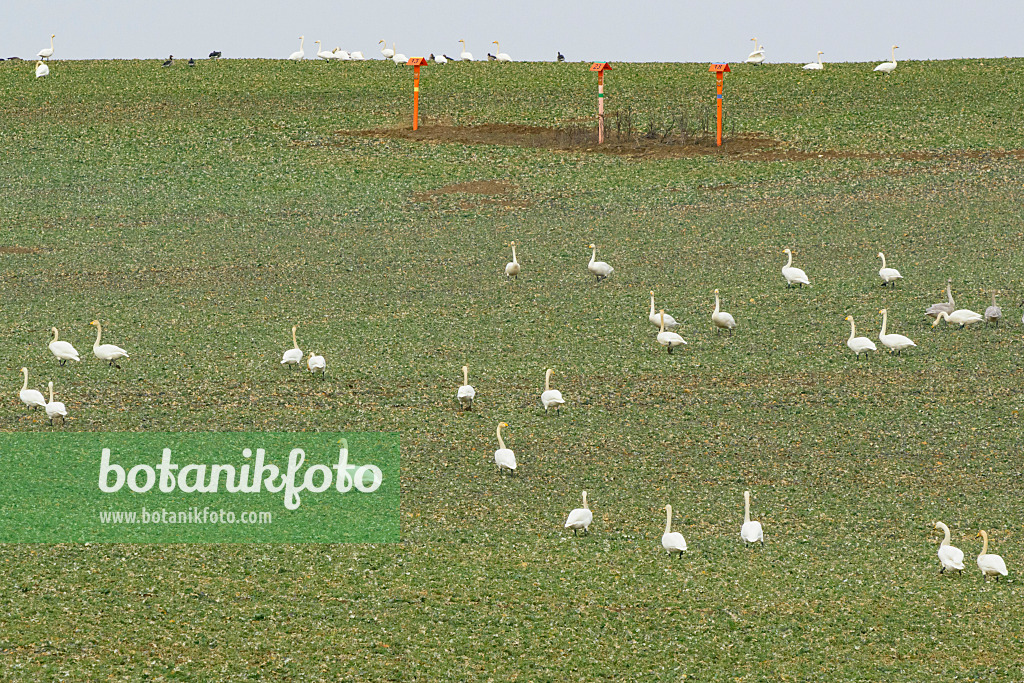 553108 - Cygnes chanteurs (Cygnus cygnus) sur un champ, Brandebourg, Allemagne