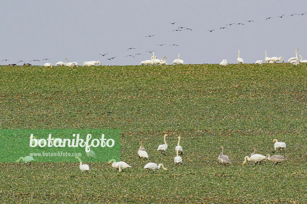 553111 - Cygnes chanteurs (Cygnus cygnus) sur un champ, Brandebourg, Allemagne