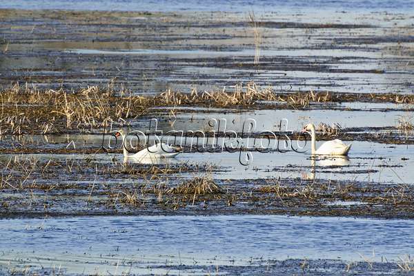 555005 - Cygnes tuberculés (Cygnus olor) sur une prairie humide immergée