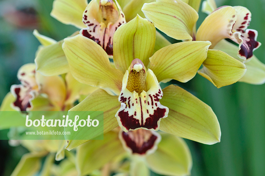 470110 - Cymbidium Pirouette