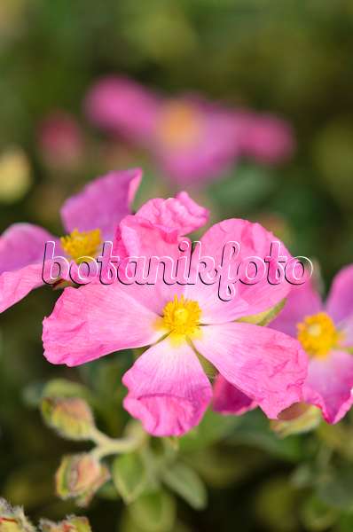 533293 - Cyme-flowered rock rose (Cistus cymosus)
