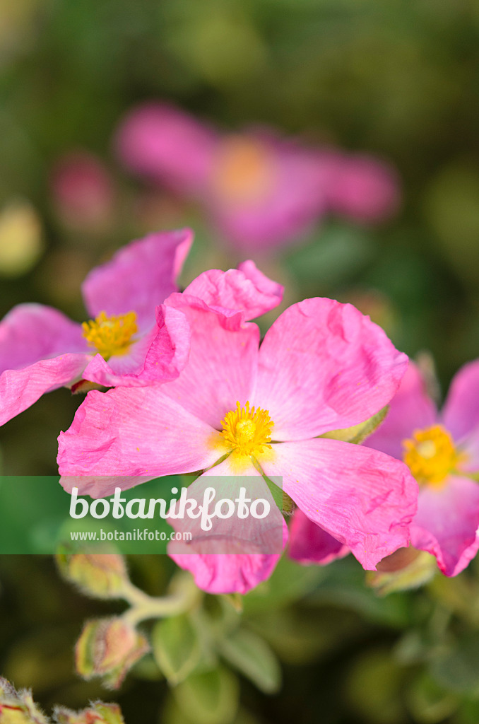 533293 - Cyme-flowered rock rose (Cistus cymosus)