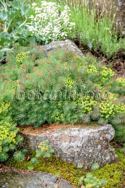 593081 - Cypress spurge (Euphorbia cyparissias 'Fens Ruby')