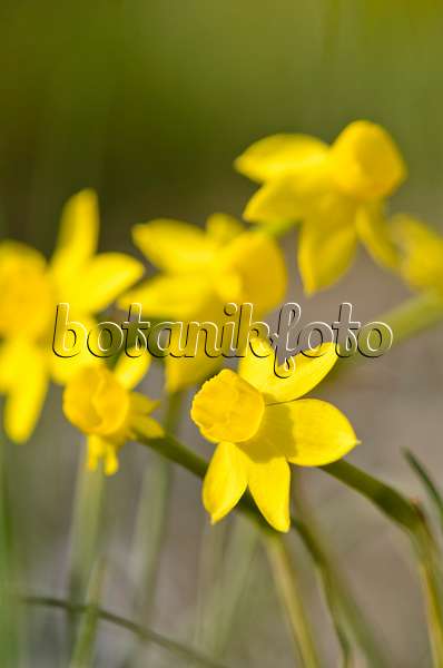 519127 - Daffodil (Narcissus assoanus)