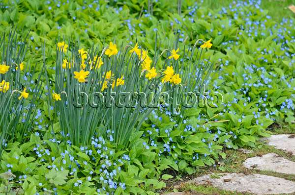 544011 - Daffodil (Narcissus) and blue-eyed Mary (Omphalodes verna)