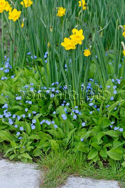 483310 - Daffodils (Narcissus) and blue-eyed Mary (Omphalodes verna)
