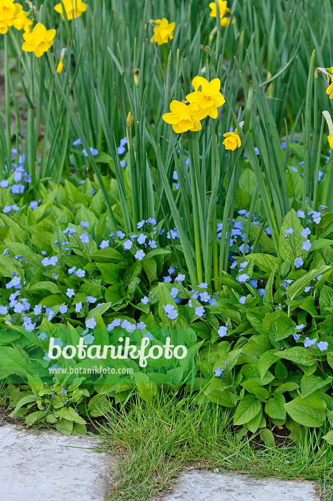 483310 - Daffodils (Narcissus) and blue-eyed Mary (Omphalodes verna)