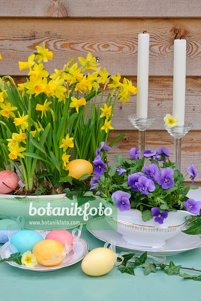 479057 - Daffodils (Narcissus) and horned pansies (Viola cornuta)