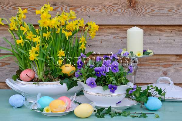 479058 - Daffodils (Narcissus) and horned pansies (Viola cornuta)