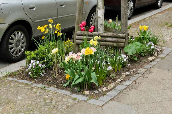 544063 - Daffodils (Narcissus), tulips (Tulipa) and violets (Viola) on a tree pit