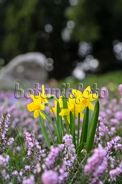 495018 - Daffodils (Narcissus) and winter heather (Erica carnea syn. Erica herbacea)
