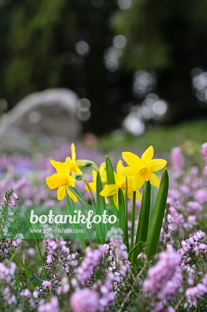 495018 - Daffodils (Narcissus) and winter heather (Erica carnea syn. Erica herbacea)