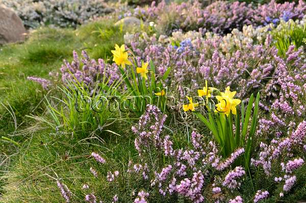 495019 - Daffodils (Narcissus) and winter heather (Erica carnea syn. Erica herbacea)