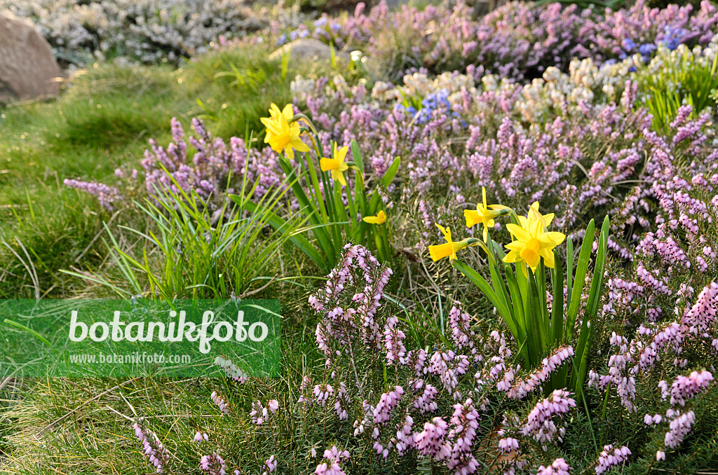 495019 - Daffodils (Narcissus) and winter heather (Erica carnea syn. Erica herbacea)