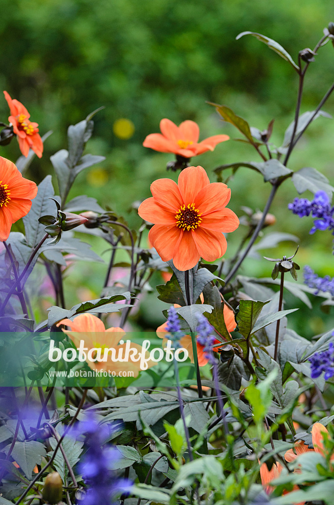 500033 - Dahlia (Dahlia Bishop of Oxford) and mealy sage (Salvia farinacea)