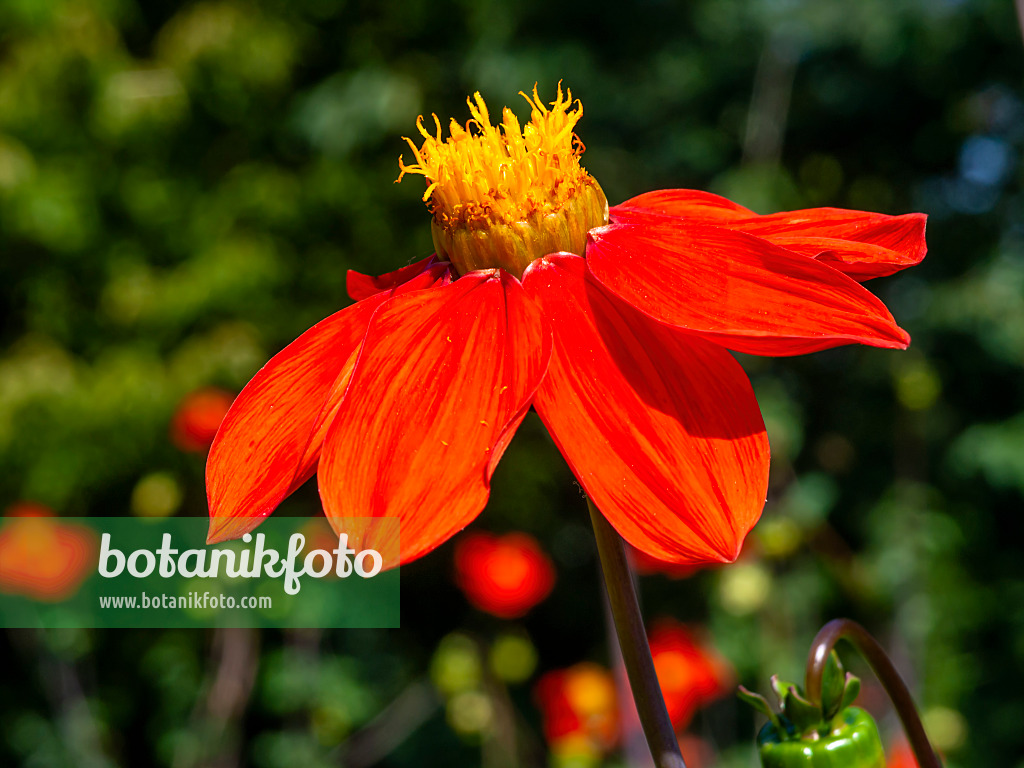 441170 - Dahlia (Dahlia coccinea)