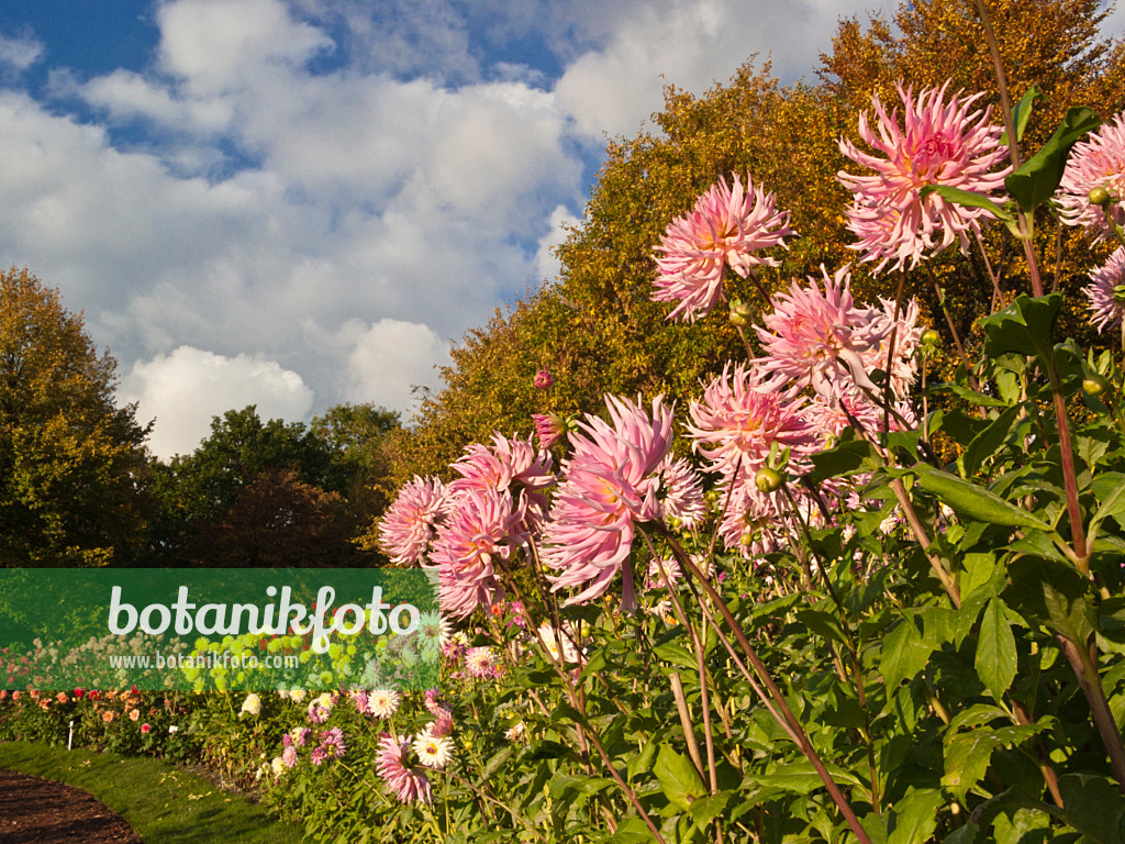 418063 - Dahlia (Dahlia Eurydike)