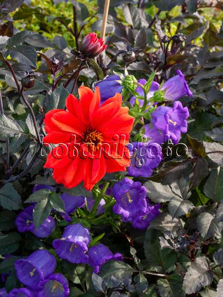 405012 - Dahlia (Dahlia Olympic Fire) and bellflower (Campanula)