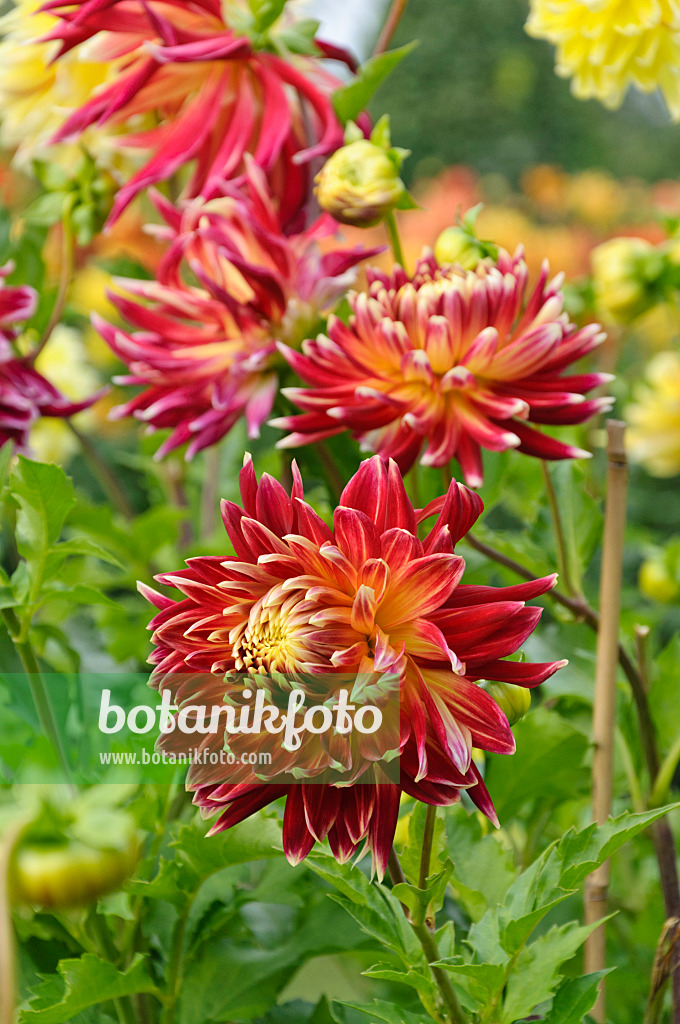 488072 - Dahlia décoratif (Dahlia Akita)