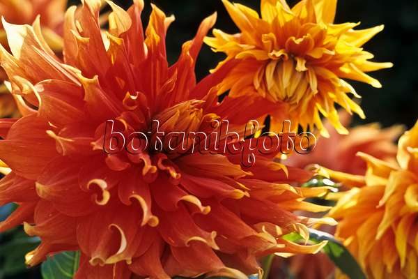 432030 - Dahlia décoratif (Dahlia Autumn Sunburst)