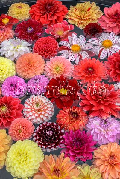 575078 - Dahlia flowers in the water