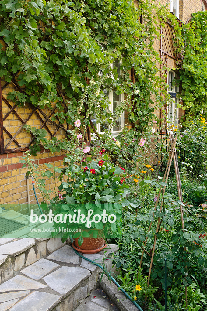 474334 - Dahlias (Dahlia) and grape vine (Vitis vinifera)