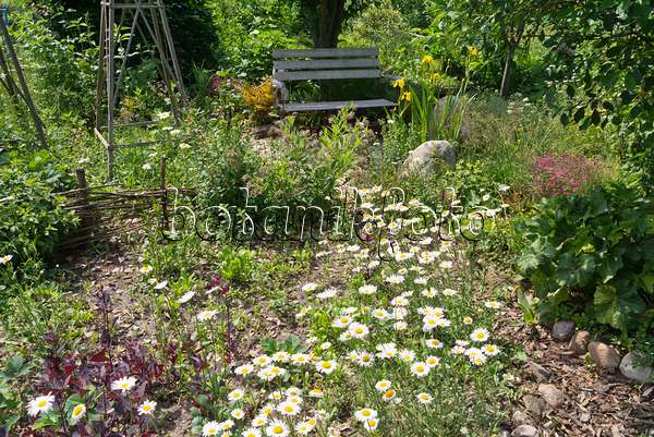 557056 - Daisies (Leucanthemum) in a natural garden