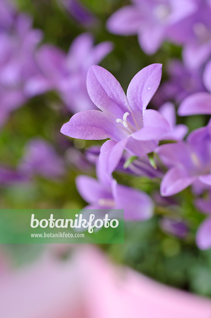 484002 - Dalmatian bellflower (Campanula portenschlagiana)