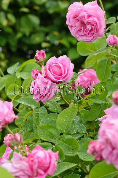 521253 - Damask rose (Rosa x damascena 'Marie Louise')