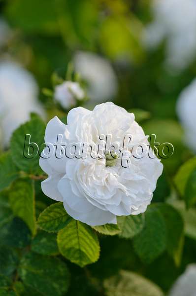 521053 - Damask rose (Rosa x damascena 'Mme Hardy')