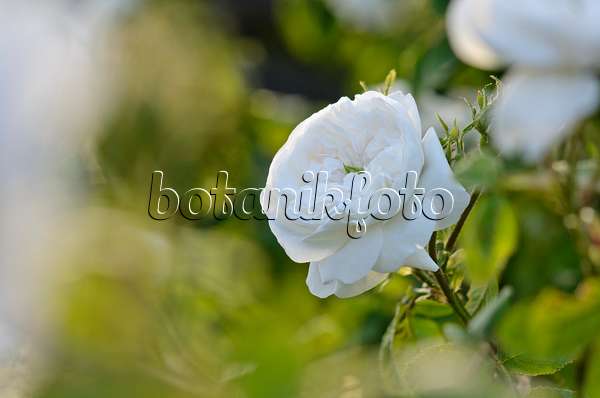 521054 - Damask rose (Rosa x damascena 'Mme Hardy')