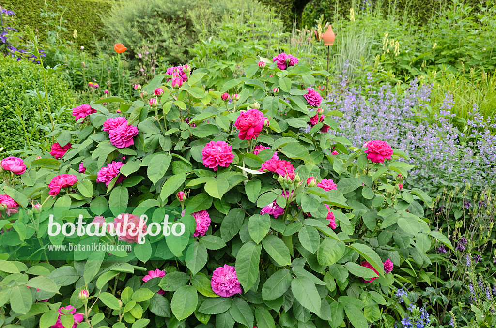 521080 - Damask rose (Rosa x damascena 'Rose de Resht')