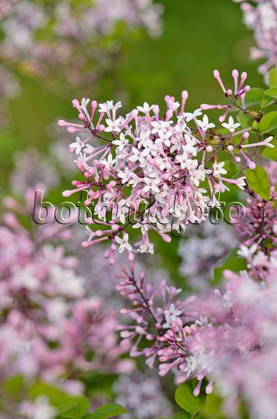520193 - Daphne lilac (Syringa microphylla)