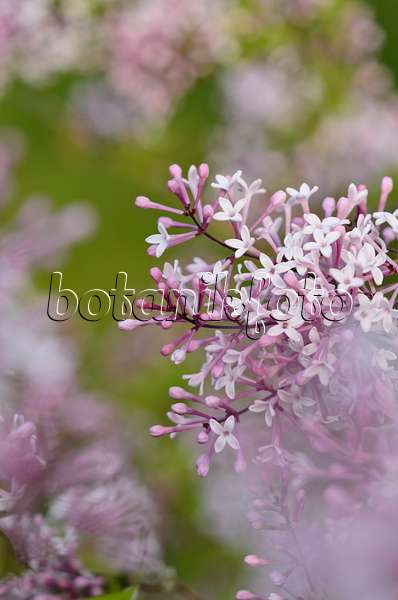 520194 - Daphne lilac (Syringa microphylla)