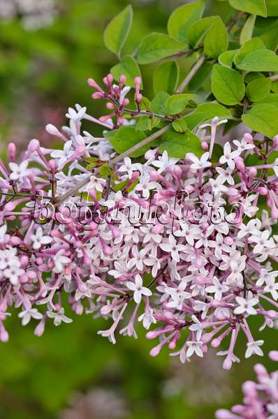 520195 - Daphne lilac (Syringa microphylla)