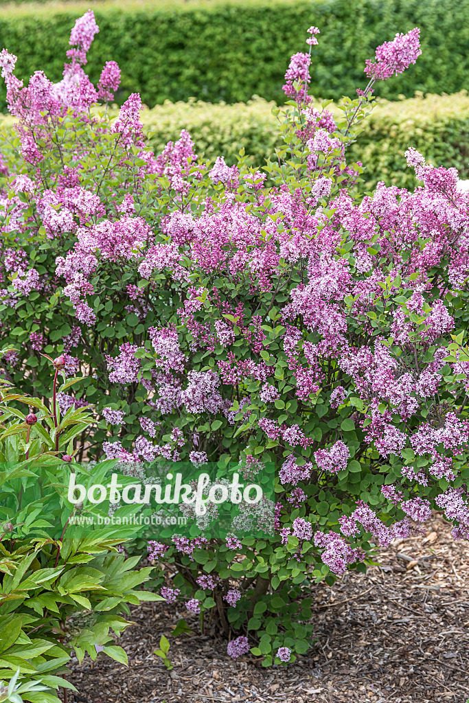 625381 - Daphne lilac (Syringa microphylla 'José')