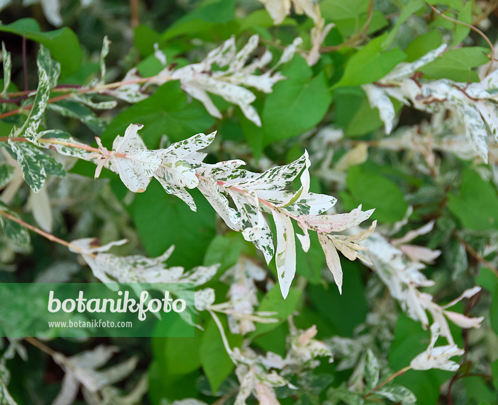 454093 - Dappled willow (Salix integra 'Hakuro Nishiki')