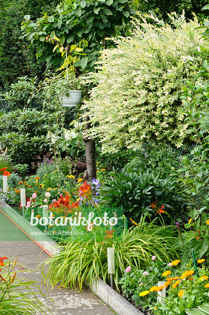 474312 - Dappled willow (Salix integra 'Hakuro Nishiki') and day lilies (Hemerocallis)