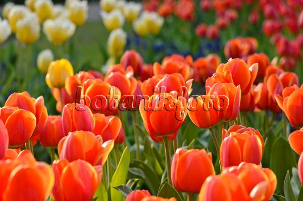 520060 - Darwin tulip (Tulipa Ad Rem)