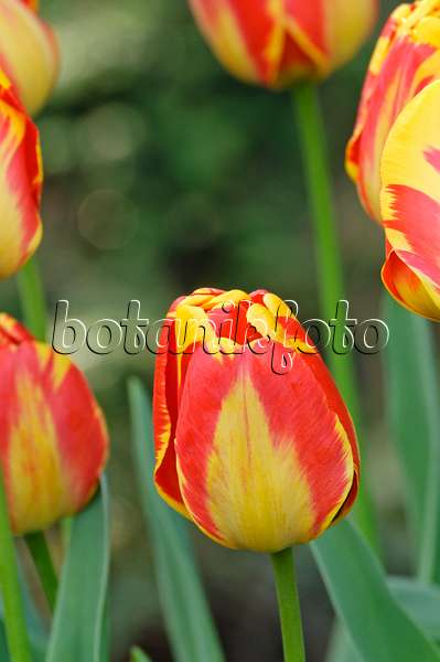 471223 - Darwin tulip (Tulipa Apeldoorn's Elite)