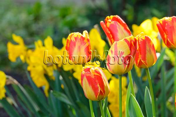 471226 - Darwin tulip (Tulipa Apeldoorn's Elite)
