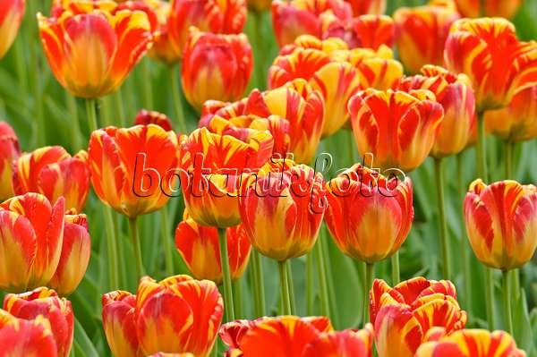 471308 - Darwin tulip (Tulipa Banja Luka)