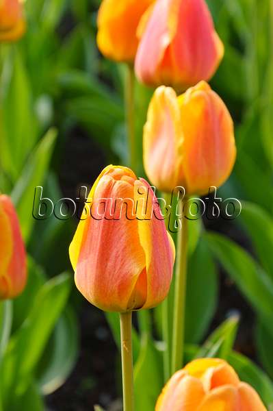 471209 - Darwin tulip (Tulipa Beauty of Apeldoorn)