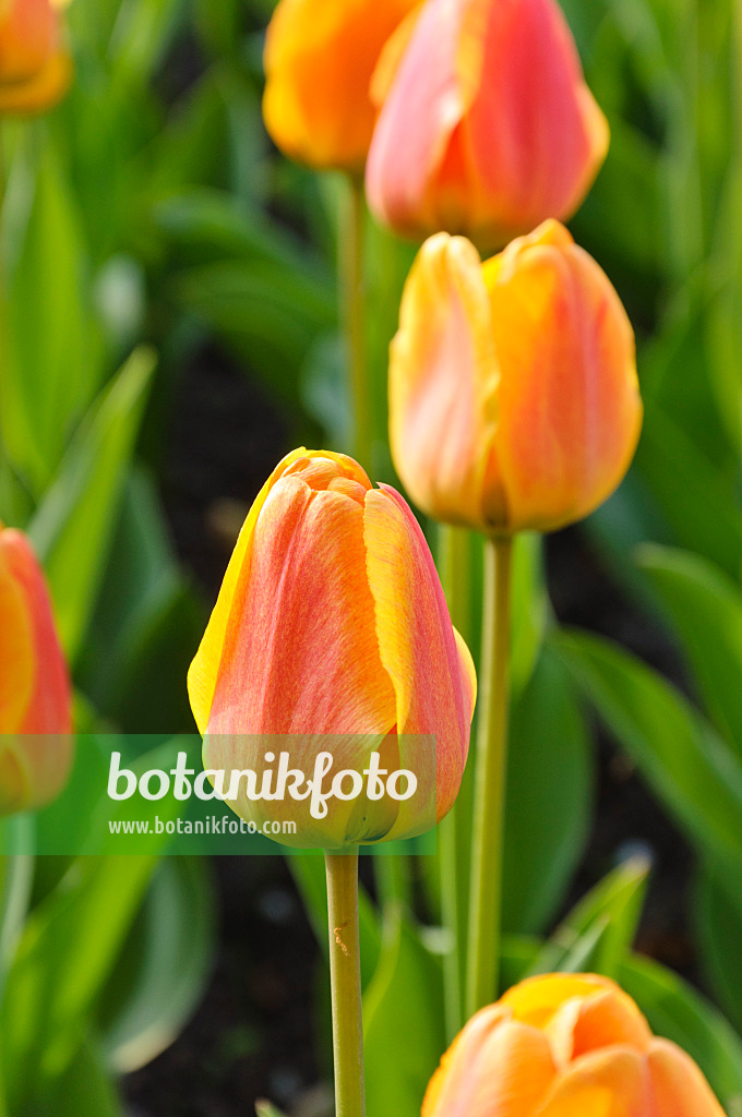 471209 - Darwin tulip (Tulipa Beauty of Apeldoorn)