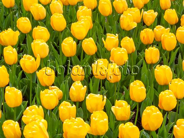 401075 - Darwin tulip (Tulipa Golden Apeldoorn)