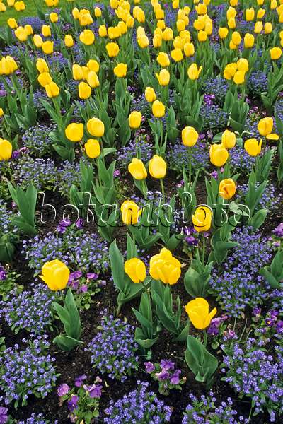 390009 - Darwin tulip (Tulipa Golden Parade)