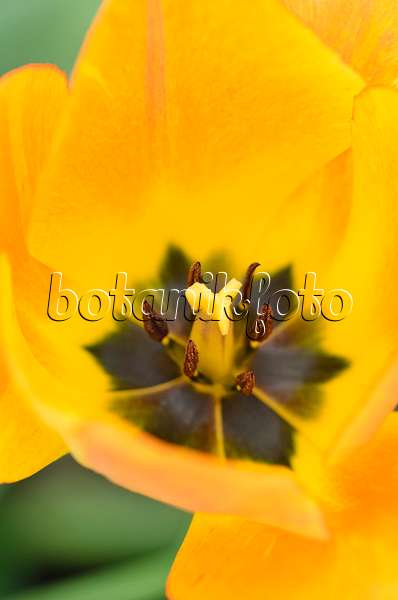 531066 - Darwin tulip (Tulipa Lefeber's Favourite)